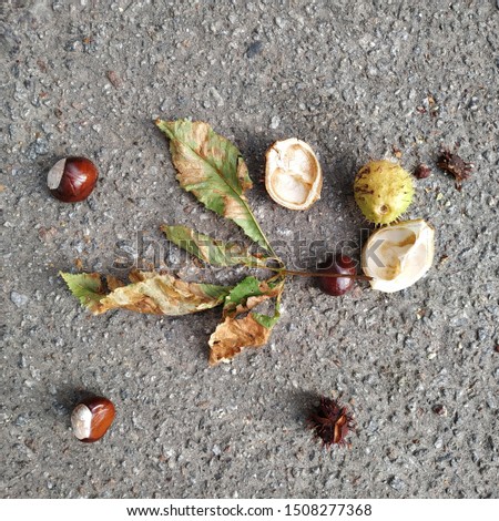 Patterned barbed chestnut fruits and autumn chestnut leaf lie on asphalt