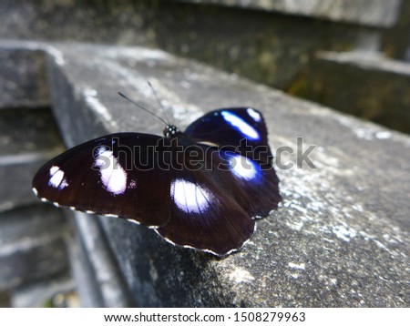 great eggfly, Hypolimnas bolina, male butterfly perched above the wall