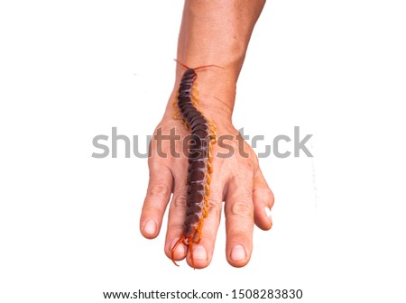 A dead centipede is on someone hand. It is invertebrate. It is poisonous animals and have many legs. White background.