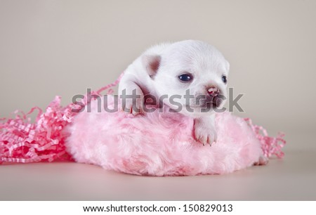 Chihuahua puppies, cute, small, little white, tiny