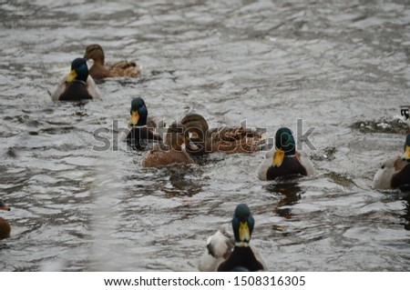 Mallards - migratory birds of Russia. Colorful wild ducks and drakes on river in winter forest