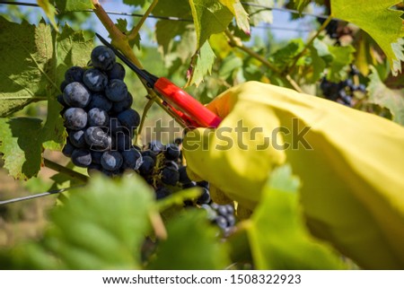 harvesting Regent wine grapes in organic vineyard