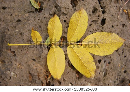 fallen autumn leaves. yellow leaves on the ground and branches