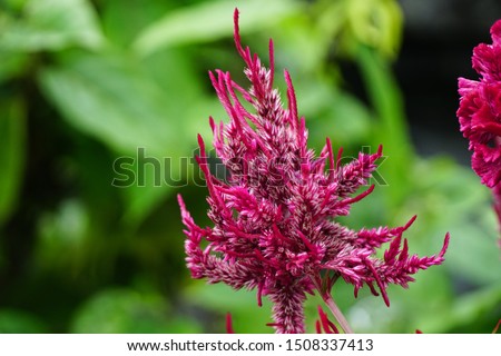 Background Celosia Dragon's Breath flowers and sky. pink Floral