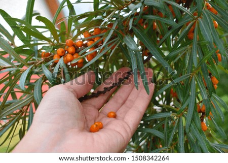 Orange bunches of mountain ash on a branch. A hand collects a crop of juicy mountain ash. The concept of the autumn picture. Harvesting berries for the winter.