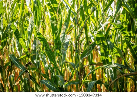 green corn field in summer time