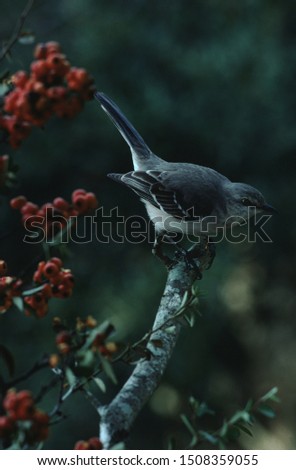 Northern Mockingbird (Mimus Polyglottos) Bird