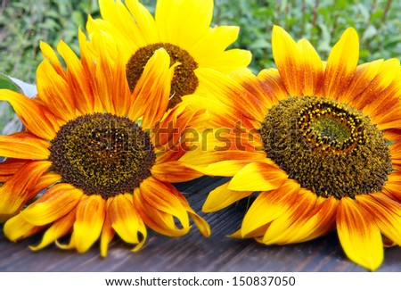 Flamed sunflowers