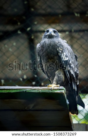 Portrait of the common buzzard (Latin: Buteo buteo),a bird of prey. Big bird sitting in front of wooden plank wall.