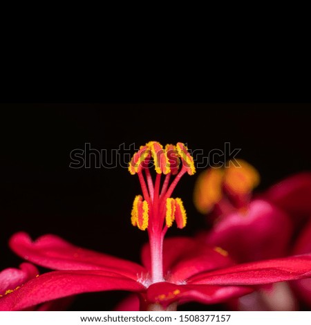 Macro Photography of Pink Flower with Yellow Pollen Isolated on Black Background with Copy Space