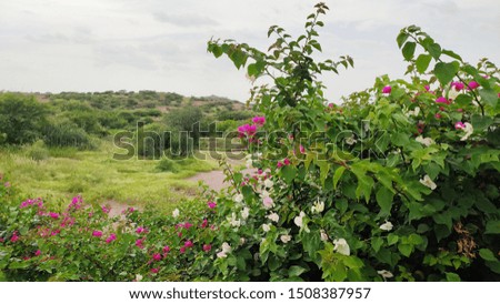Beautiful green landscape pink and white flowers