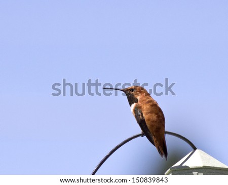 Bright male rufus hummingbird (Selasphorus rufus) sitting on a wire under blue skies