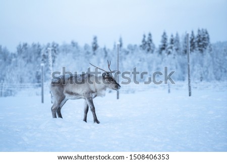 Reindeer standing on a snow and looking right in Äkäslompolo, Lapland, Finland