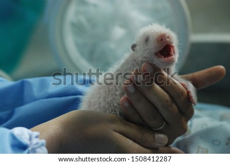 panda baby newborn incubation hold