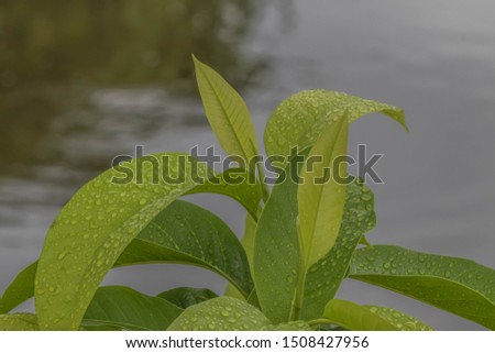 The leaves make food by photosynthesis process. Leaf size and shape and is divided into two different types according to the different characteristics.