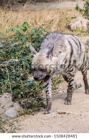 Striped Hyena (Hyaena hyaena) in zoo