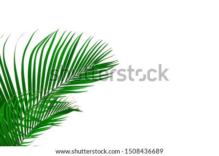 Concept texture leaves abstract green nature background tropical leaves coconut isolated on white background
