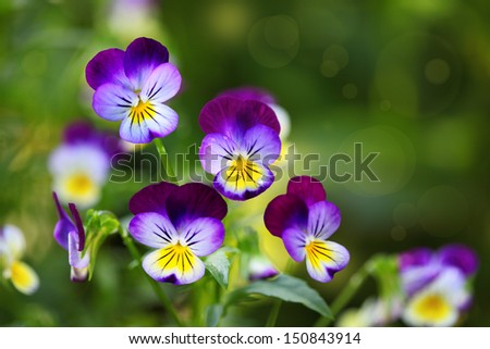Tricolor pansy flower plant natural background, summer time