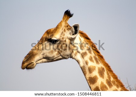 Profile of a Giraffe on clean background