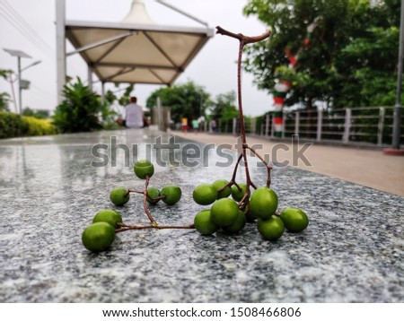 beautiful picture of green colored Chinese neem tree seeds.