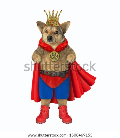 The dog king dressed in a red cloak, pants and a golden crown. White background. Isolated.