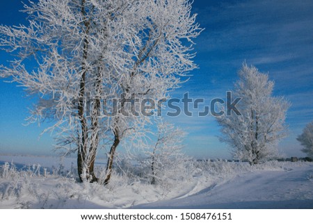 Winter landscape on a frosty morning. A lot of snow, frost on the trees, blue sunny sky.