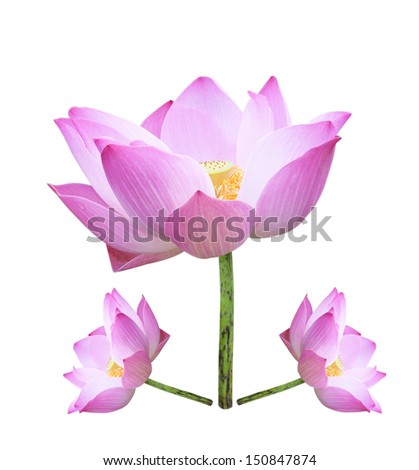 Lotus flower macro isolated on white background.