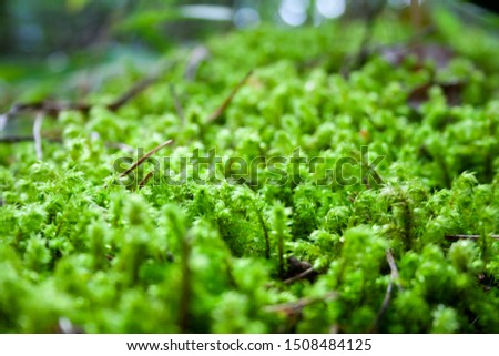 Beautiful detailed green moss in the forest macro shot close up. Wild plants
