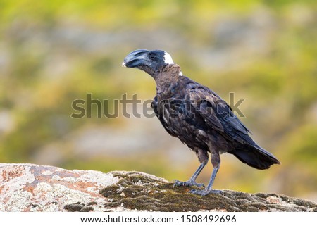 big bird Thick-billed raven on a rock. In Simien Seminen mountains, Ethiopia wildlife, Africa