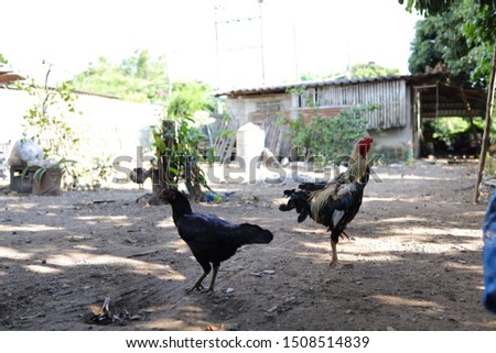 Asian Rooster in the dry field 