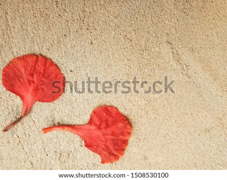 Red flower petals falling on the cement floor for the background or graphic design.