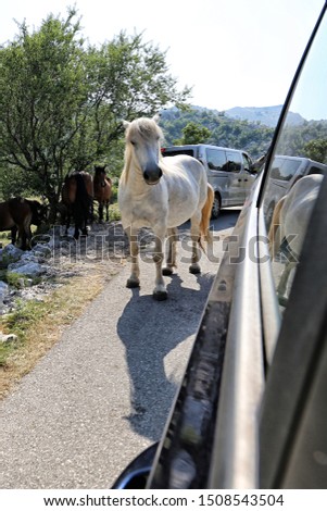 Wonderstruck white horse standing by the side of car on the road