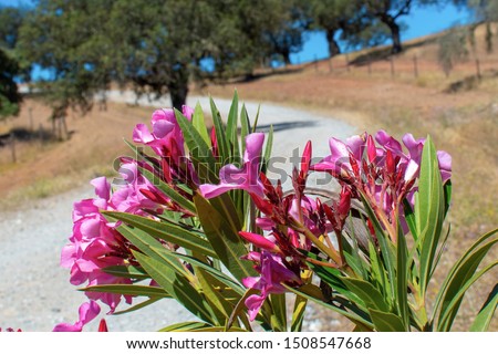 Pink flower in Barrancos, Alentejo, Portugal