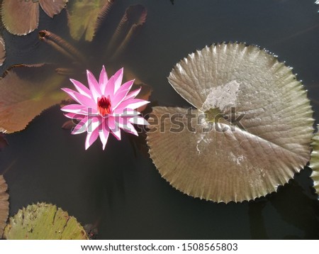 Pink Waterlily in the ponds candi jawi