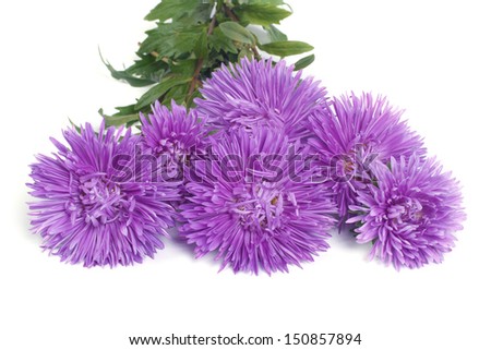 Bouquet of blue flowers asters isolated on white background