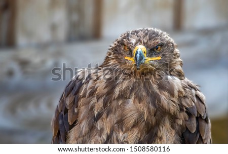 eagle bird of prey detail portrait