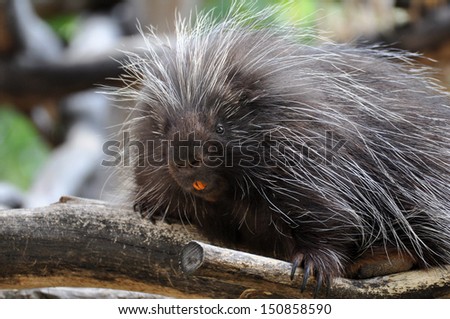 North American Porcupine 