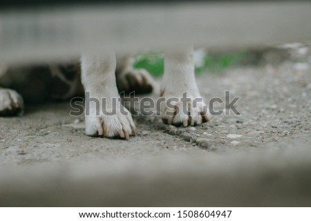 Dog paws and nails on floor outside. Close up photo of dog paws.