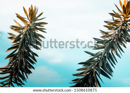 Exotic tree leaves against turquoise blue sky. Creative colorful minimalism concept, copy space, close up