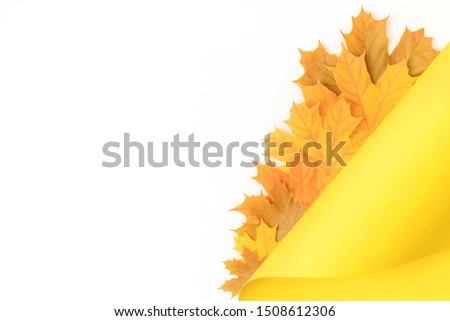 Maple leaves background on vibrant yellow and white backdrop. Flat lay style. Fall concept.