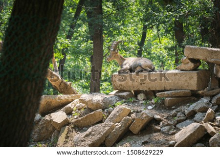 
wild goat stand on boulders
