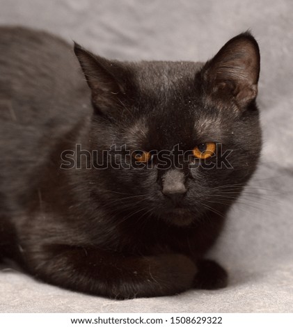 Bombay cat on a gray background