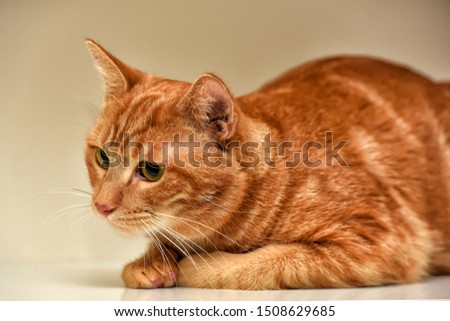 beautiful redhead with stripes cowardly cat