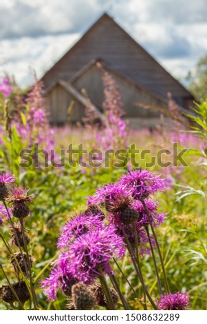 Rural landscape, purple thistle flowers, blurred lodge in the background
