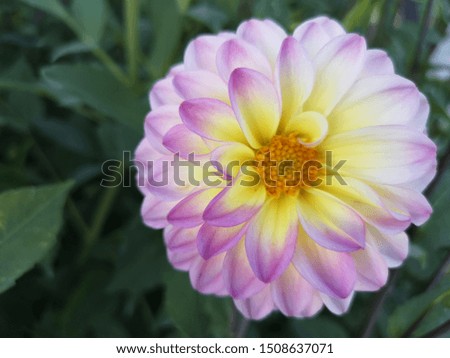 "Dahlia pinnata" The Dahlia flowers in the garden with green nature background. This flower is symbolize elegance, inner strength, creativity, change, and dignity.
