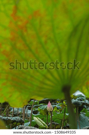                                
Leaves and lotus flowers in the lake