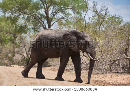 An elephant walks through the Kruger National Park, South Africa