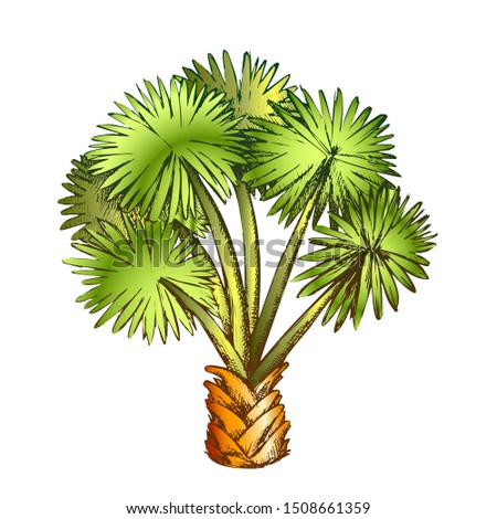 Palm Leaf Tree Texas Palmetto Color Vector. Hot Temperature Climate Little Species Of Palm. Wild Nature Botanical Plant Concept Template Designed In Vintage Style Illustration