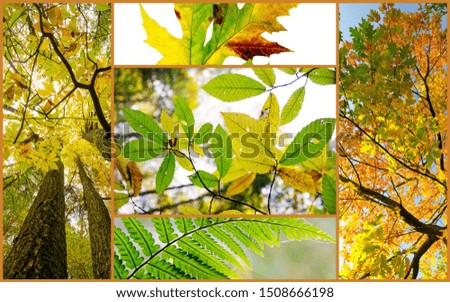 Autumn nature collage with different fall pictures: Beautiful morning scenes in the forest, different landscapes, compositions, colorful leaves with sun rays through branches of trees. 