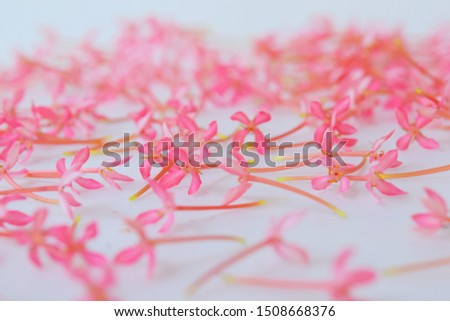 Pink flowers blurred for background